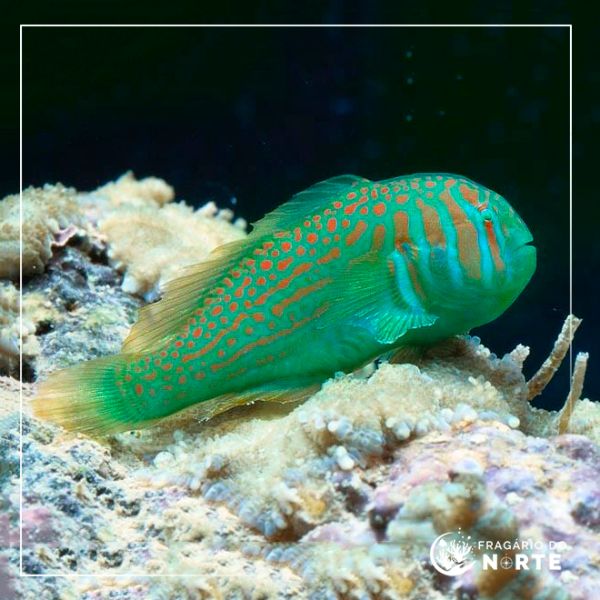 Gobiodon histrio