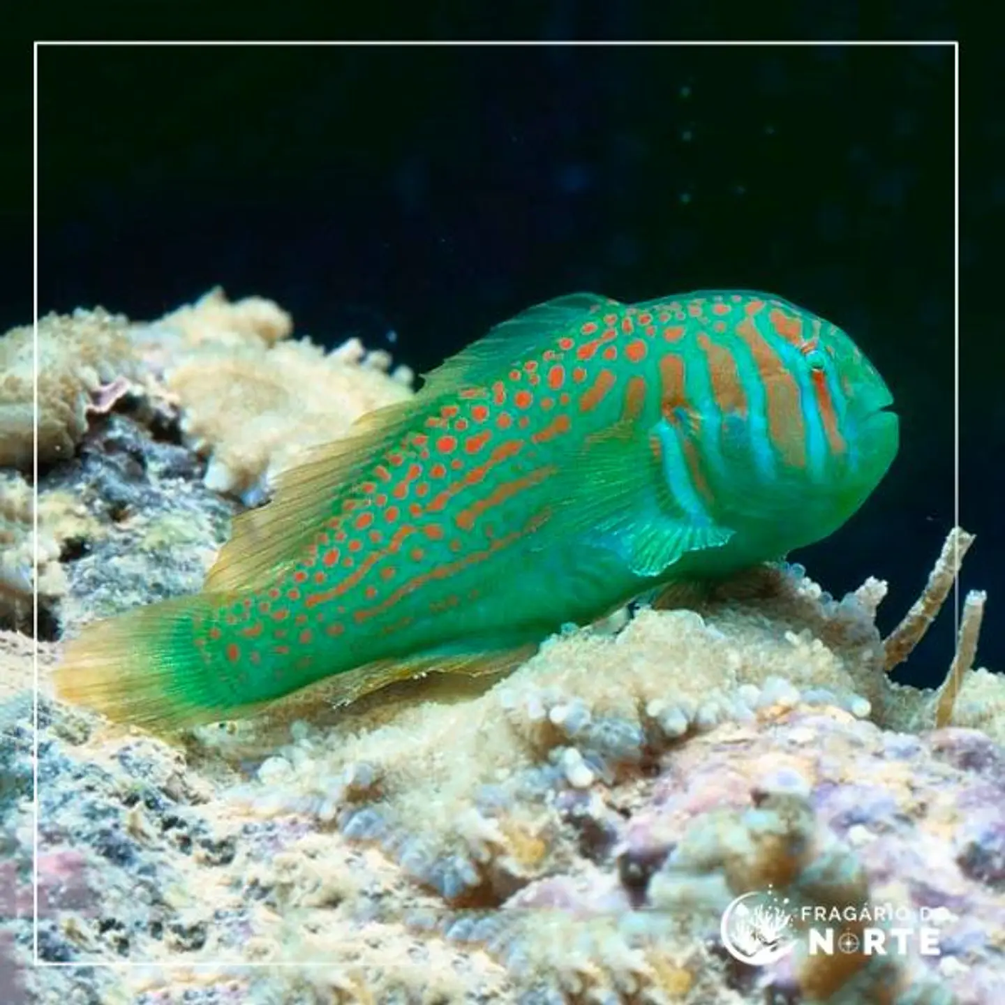 Gobiodon histrio 1
