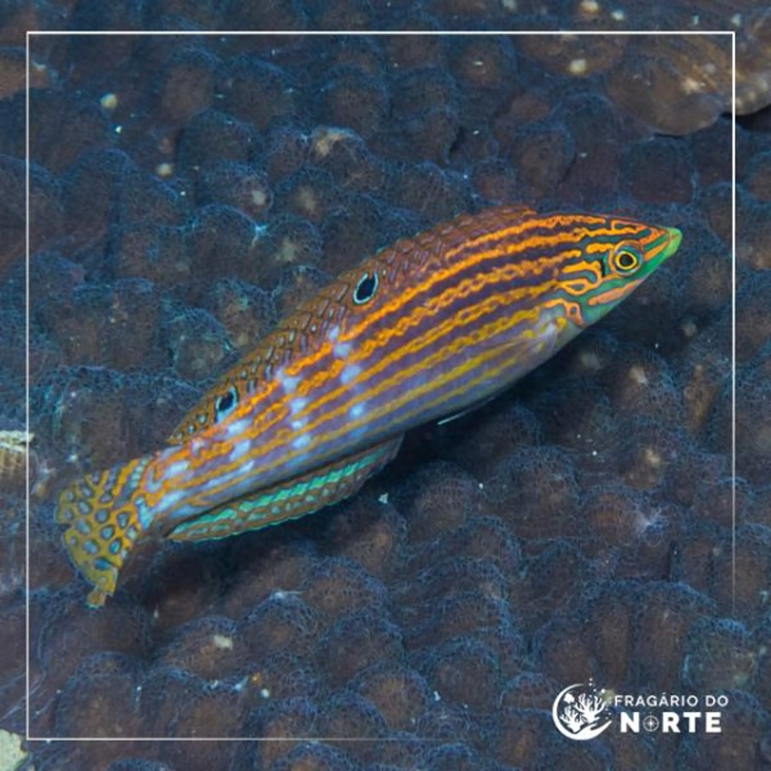 Halichoeres cosmetus