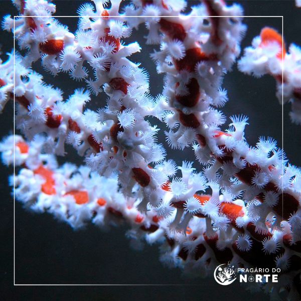 Trikentrion flabeliforme