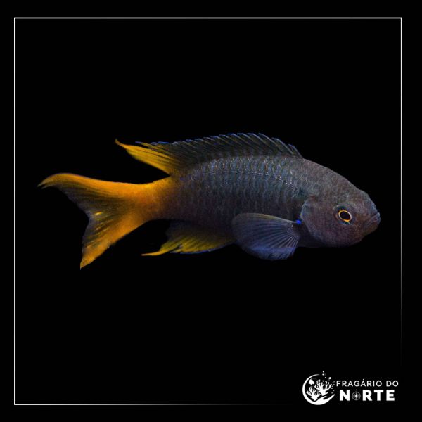 Neopomacentrus azysron