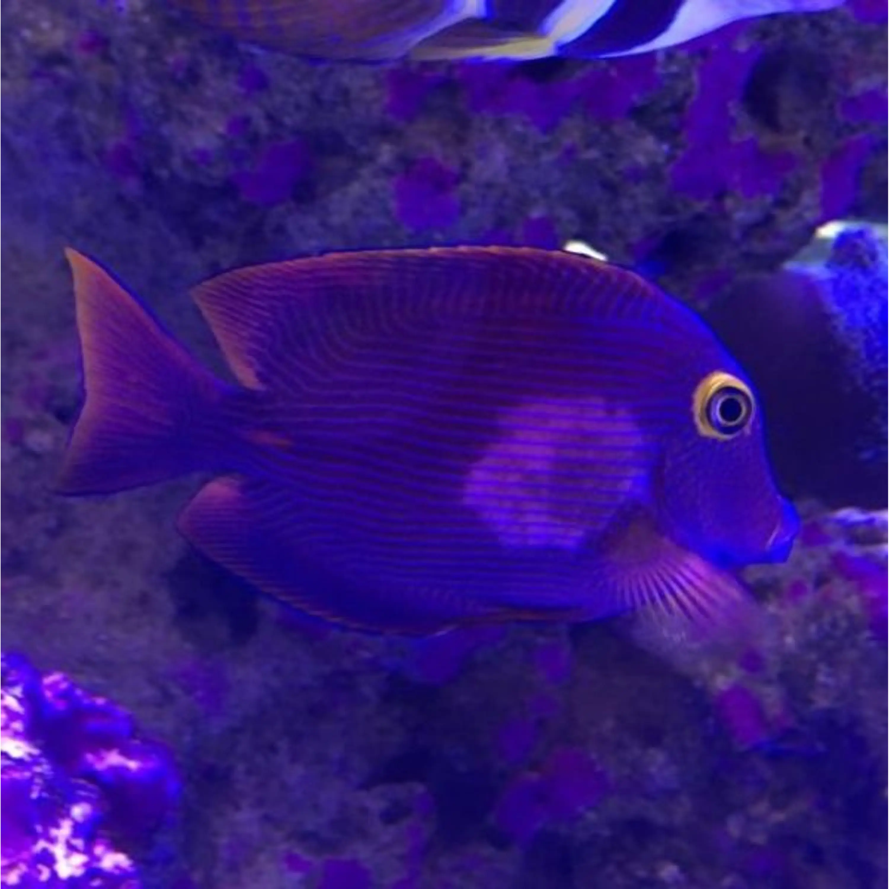 Tang Fingerprint Disease