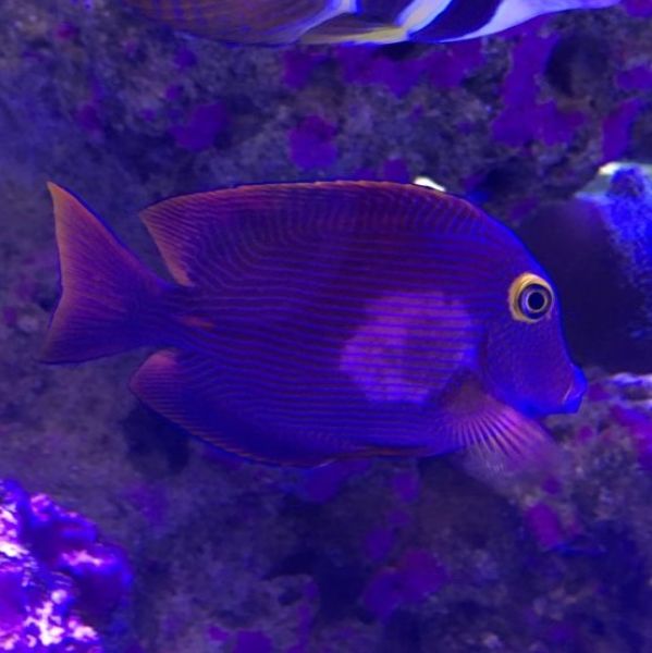 Tang Fingerprint Disease