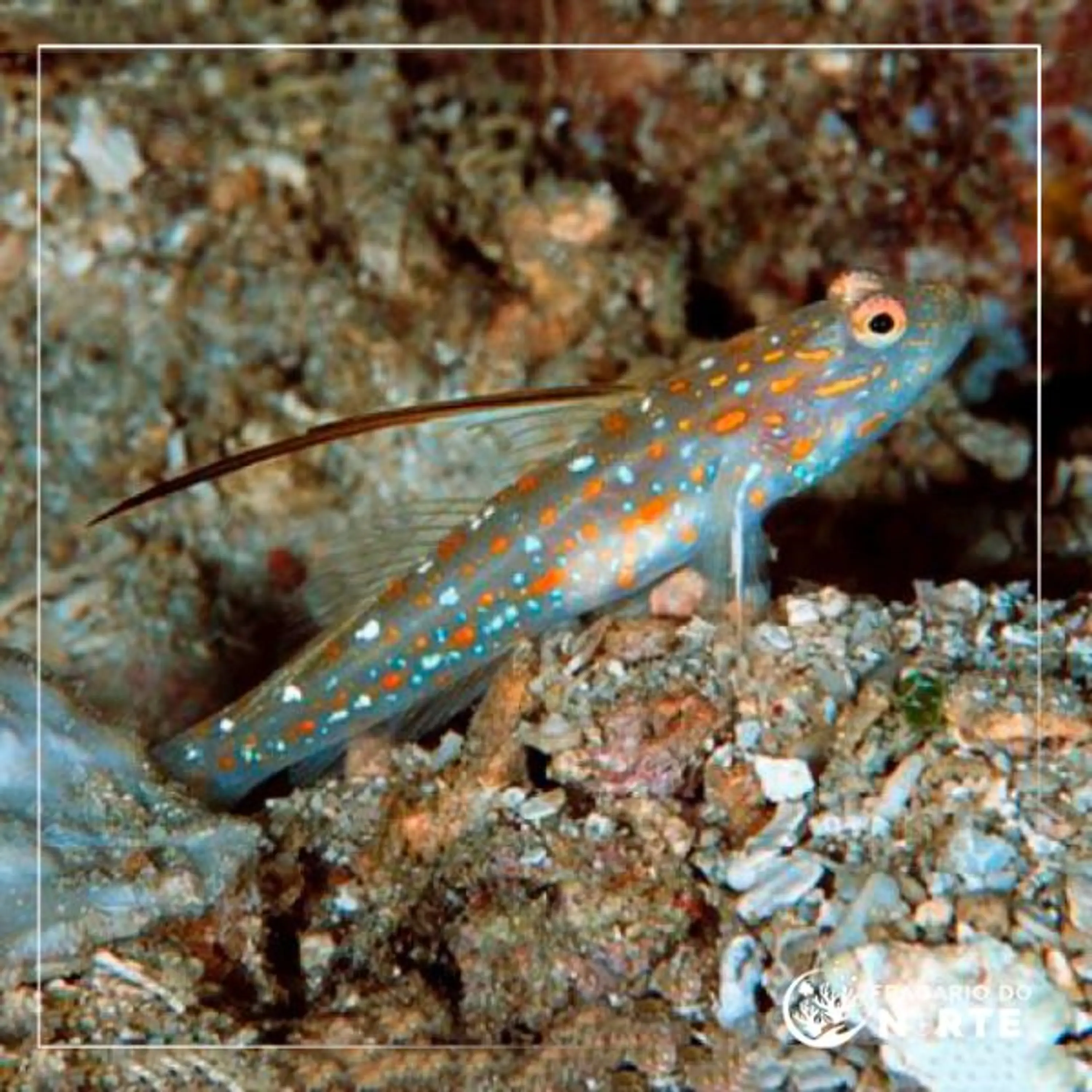 Ctenogobiops tangaroai