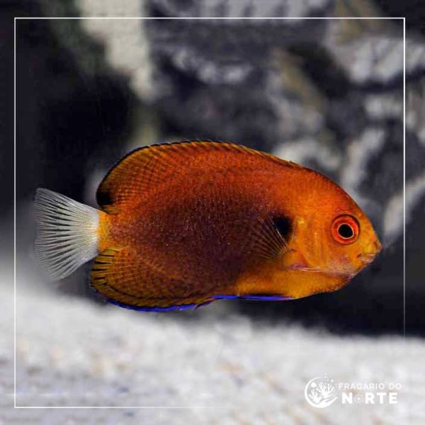 Centropyge fisheri