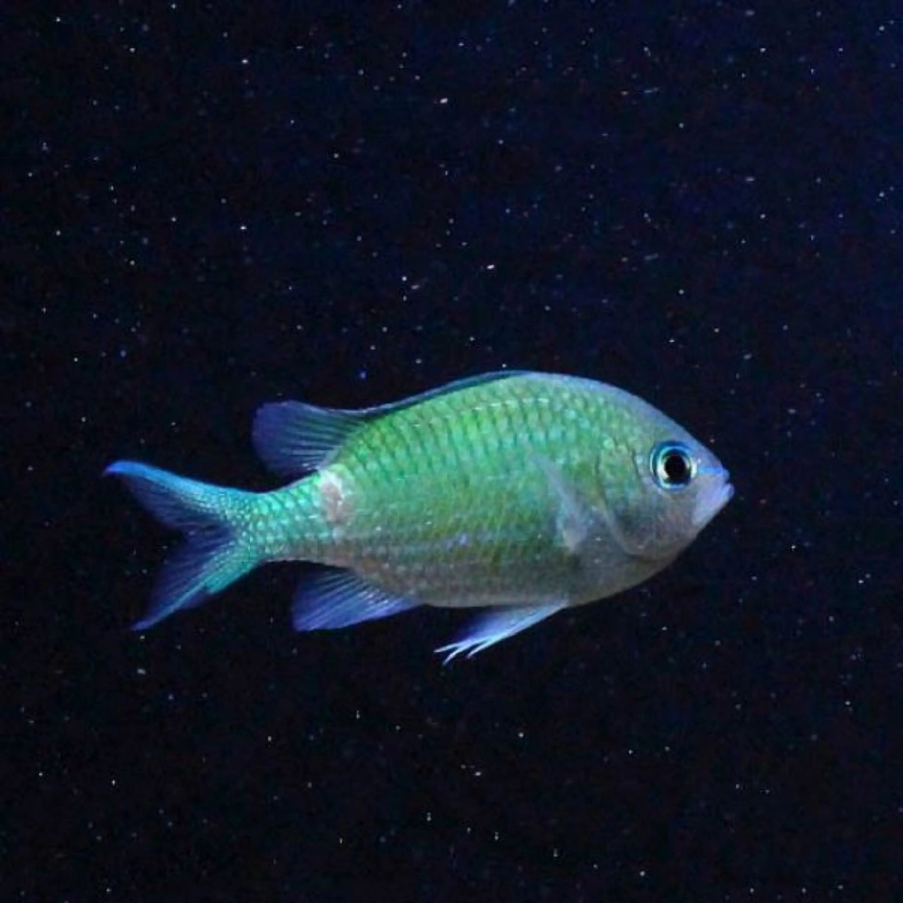 Uronema Marinum
