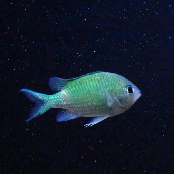 Uronema Marinum 1