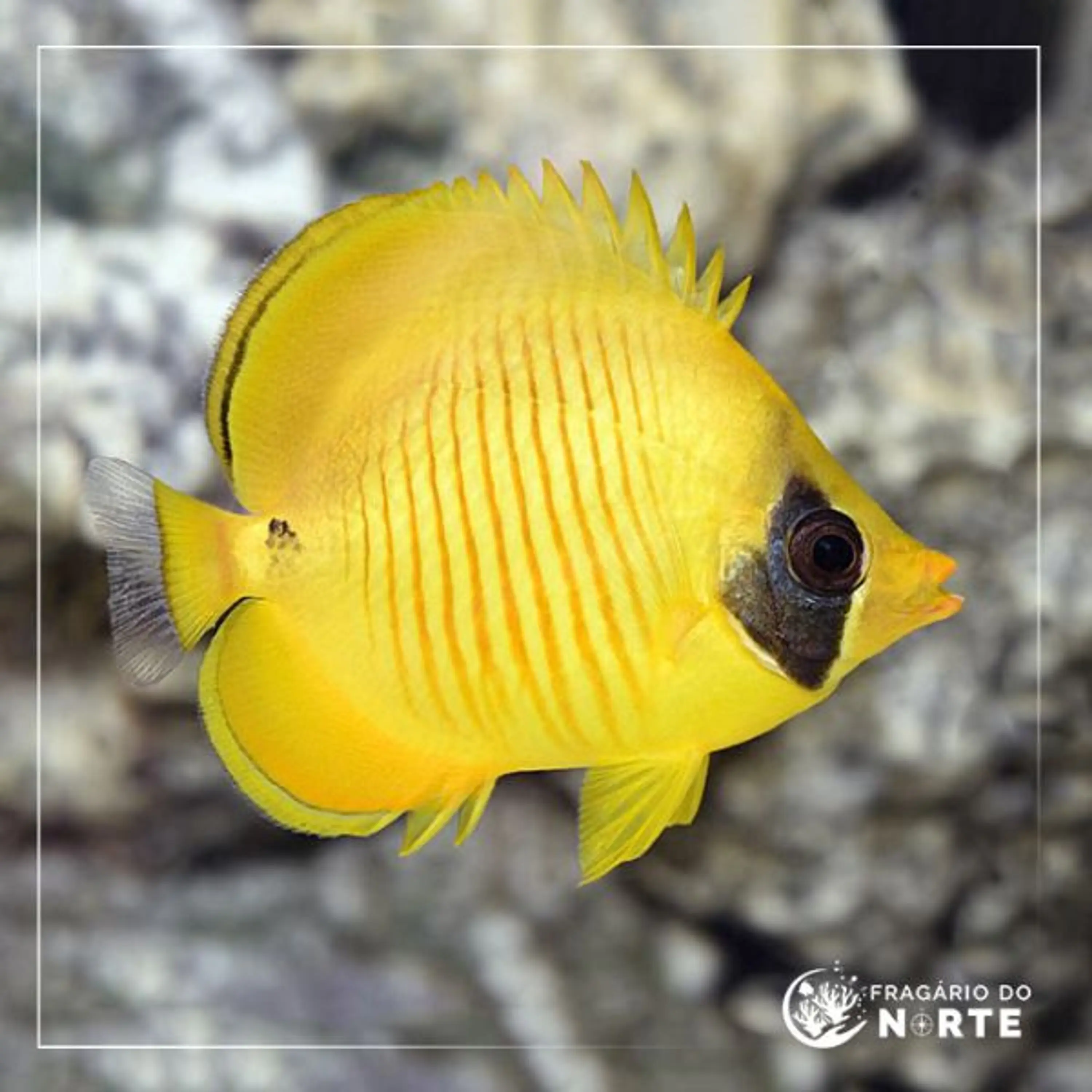 Chaetodon semilarvatus