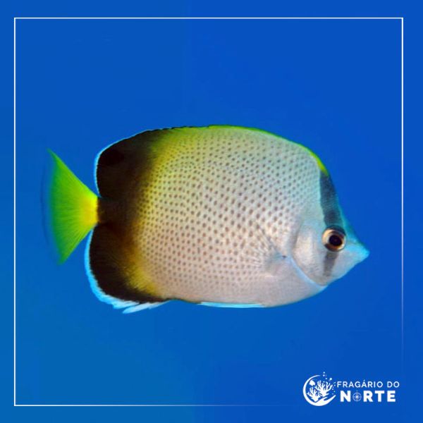 Chaetodon dolosus