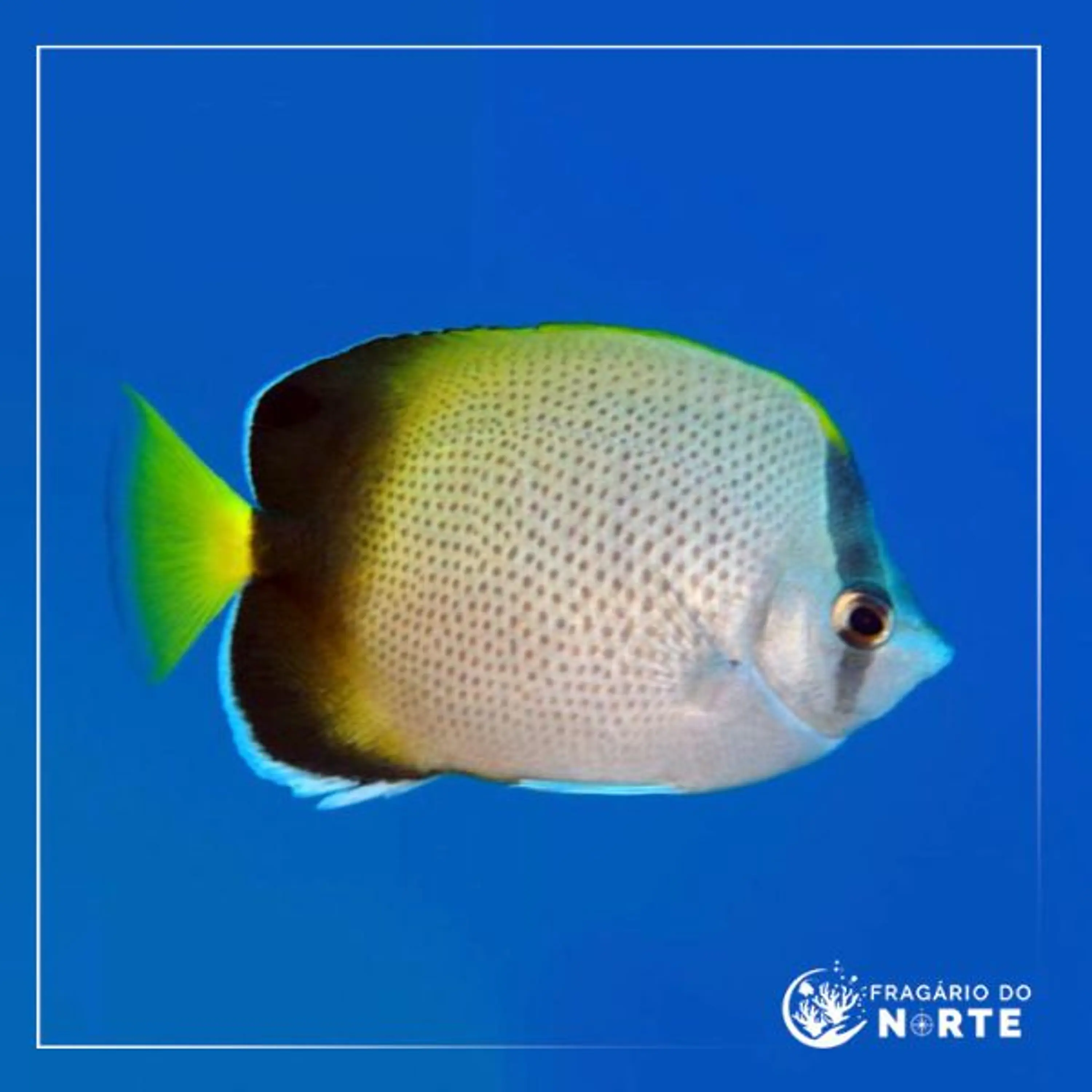 Chaetodon dolosus