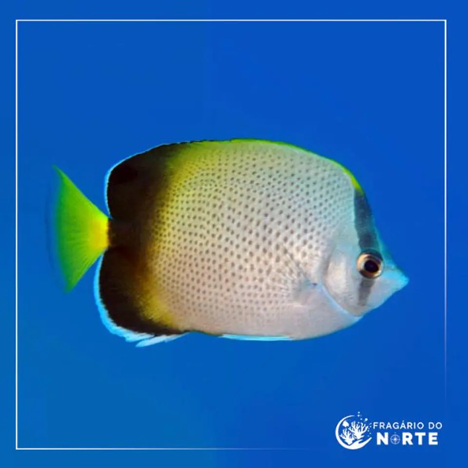 Chaetodon dolosus 1