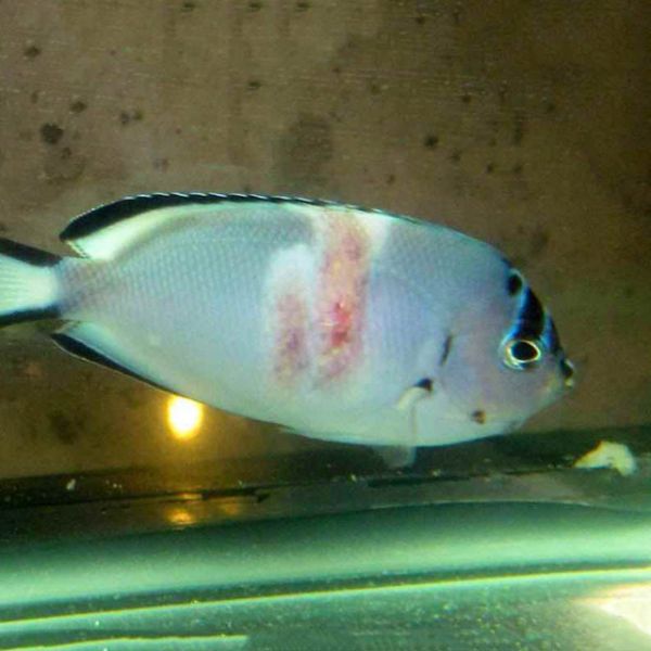 Uronema Marinum 2