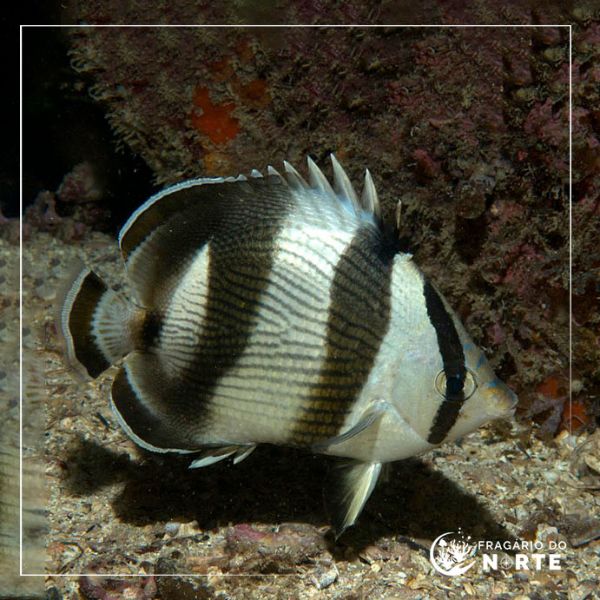 Chaetodon striatus