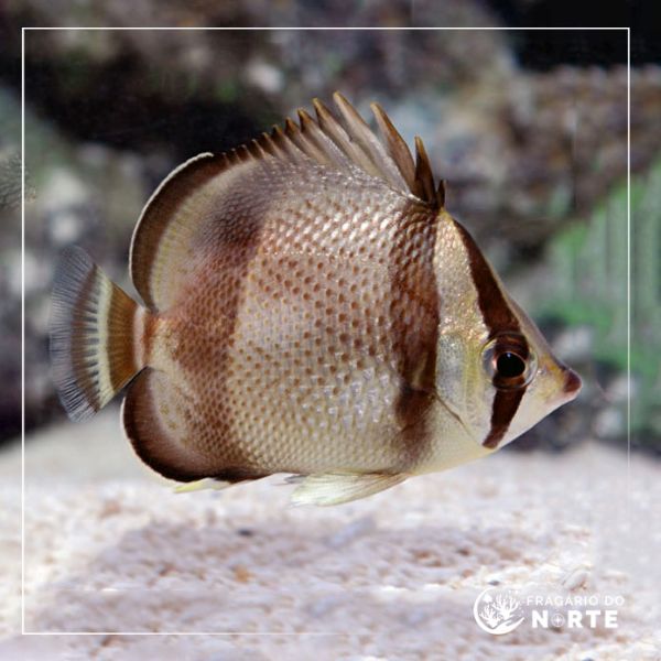Chaetodon humeralis