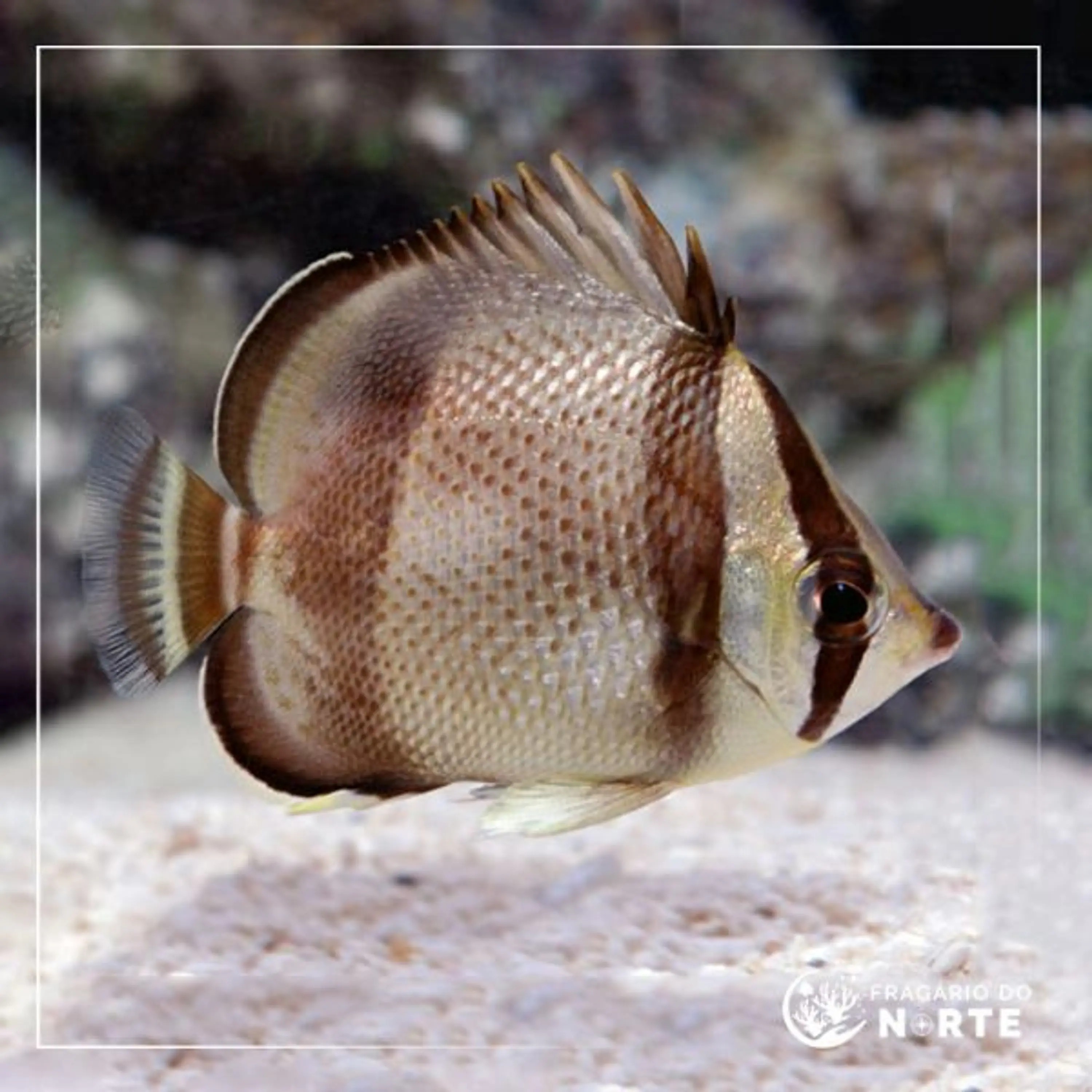 Chaetodon humeralis