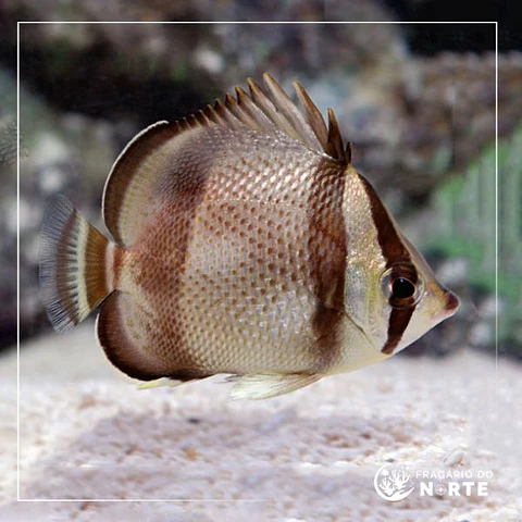 Chaetodon humeralis