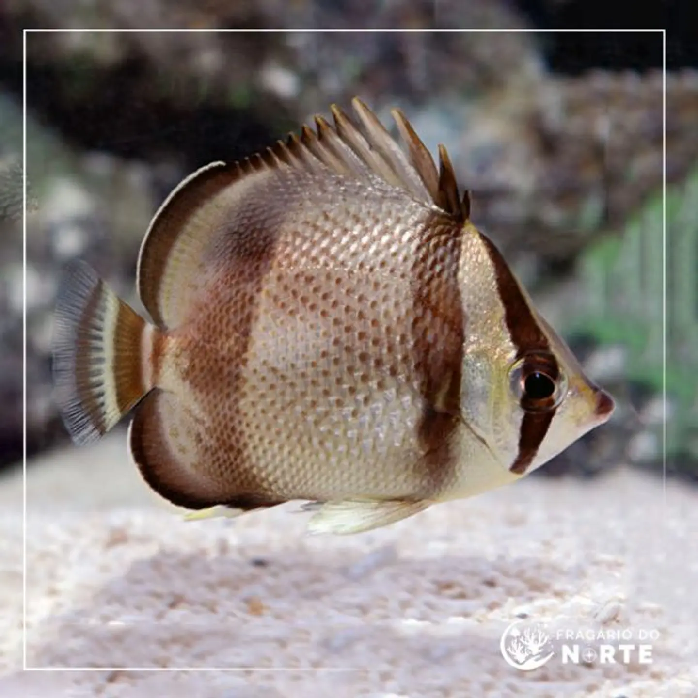 Chaetodon humeralis 1