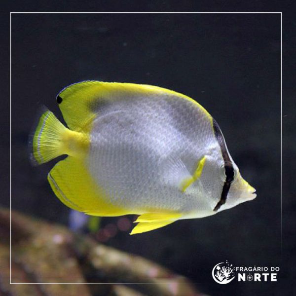 Chaetodon ocellatus