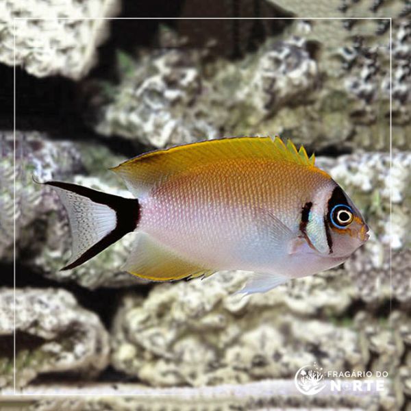 Genicanthus semifasciatus