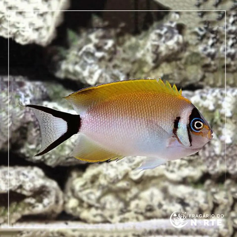 Genicanthus semifasciatus 1