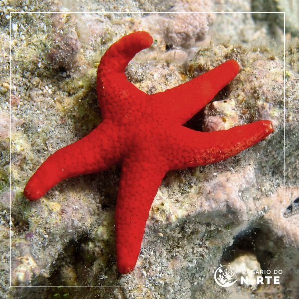 Fromia milleporella