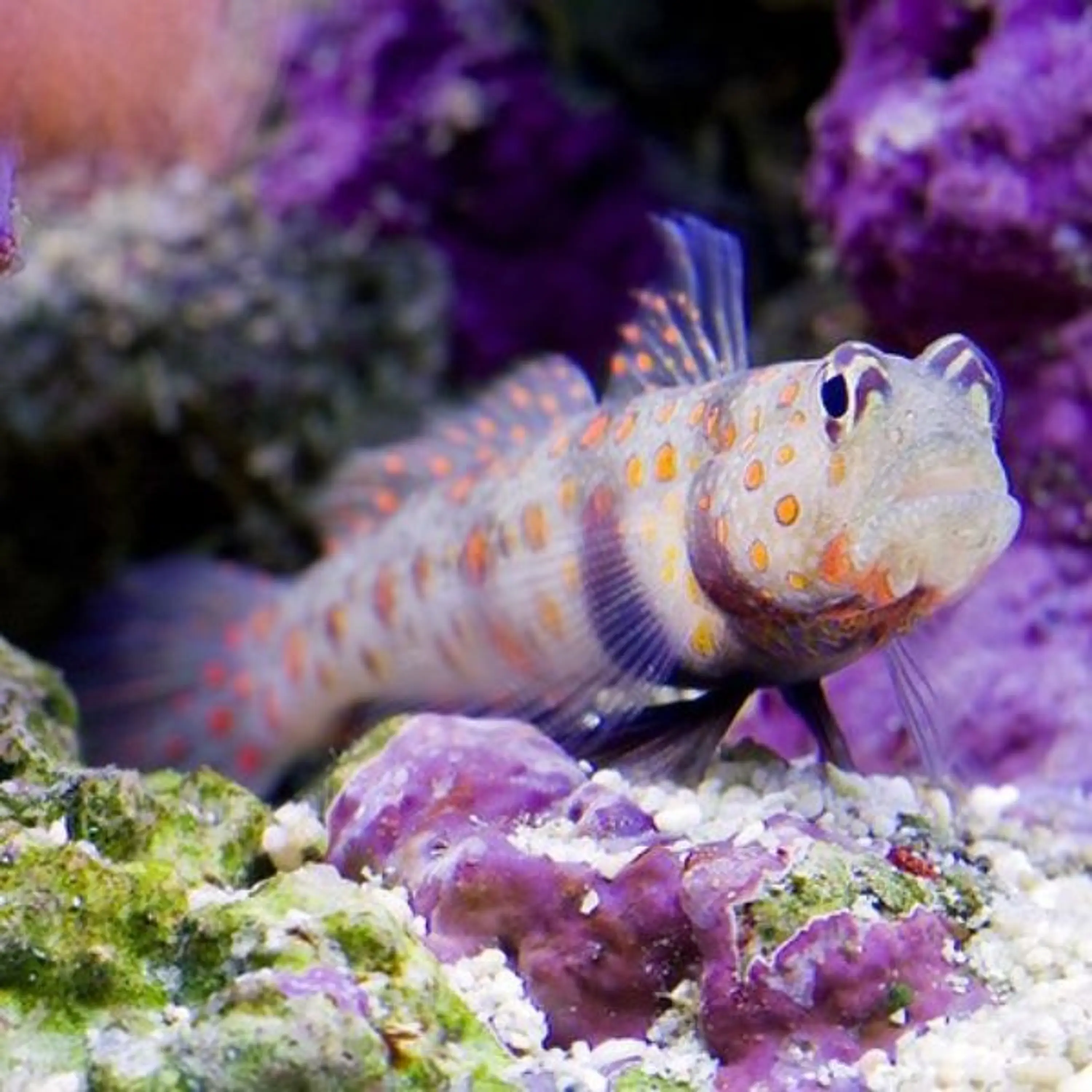 Amblyeleotris guttata