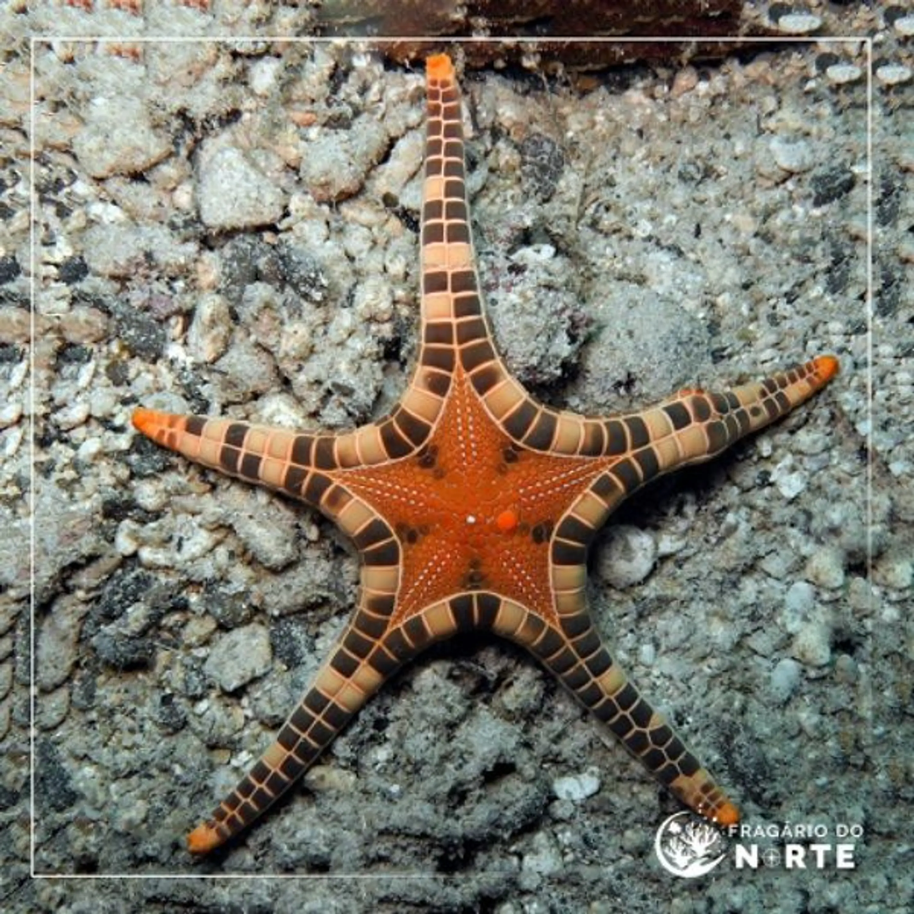 Iconaster longimanus