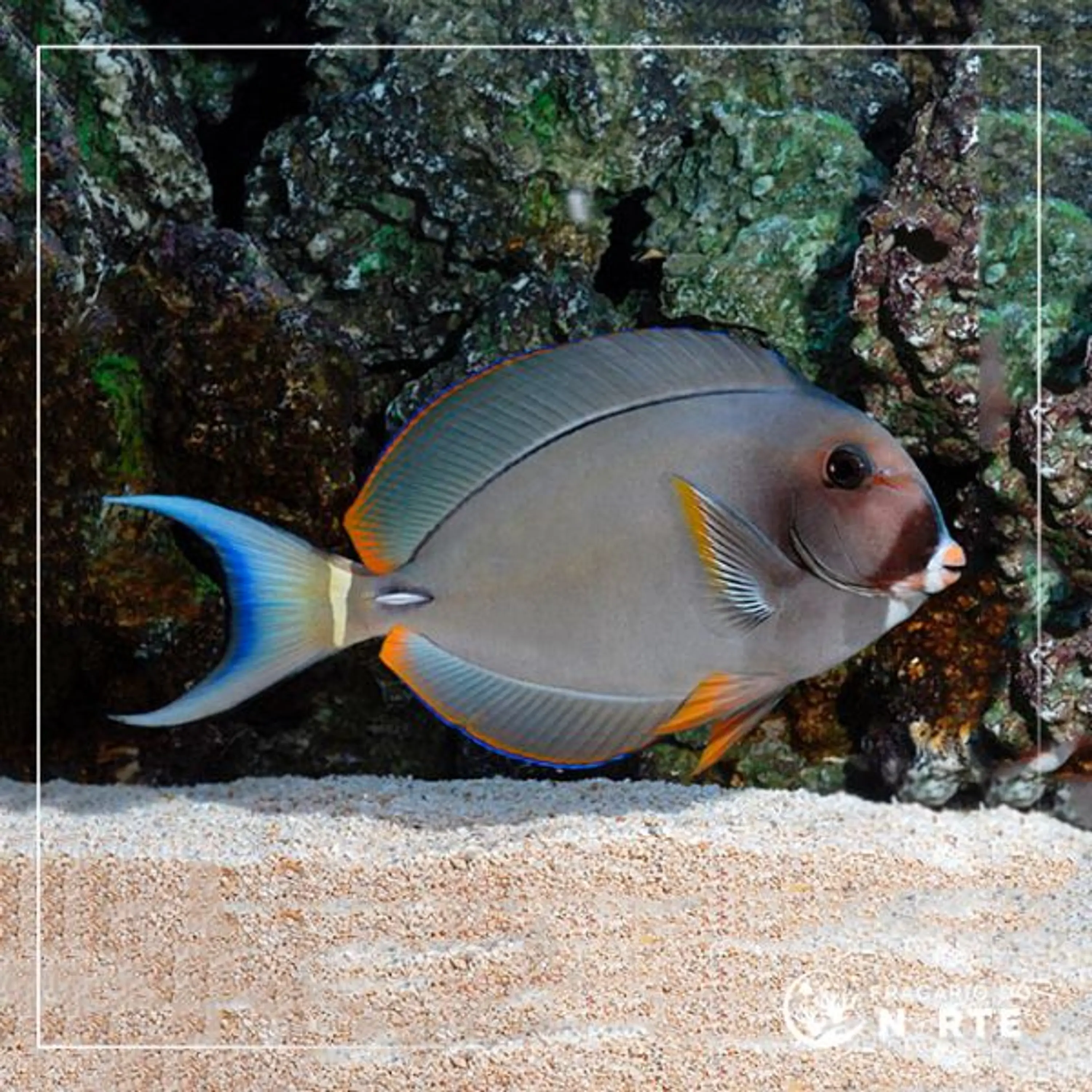 Acanthurus leucocheilus