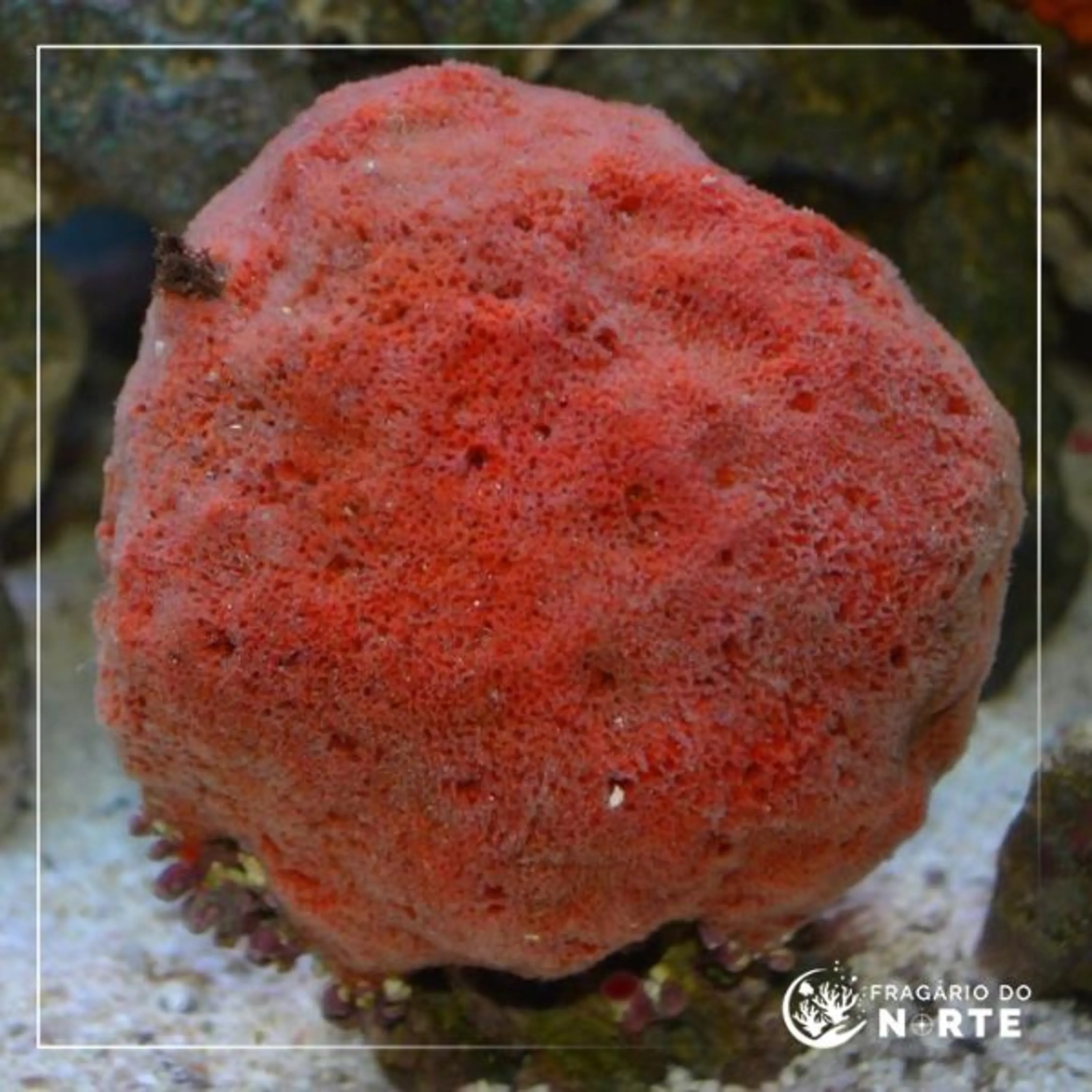 Pseudaxinella spp