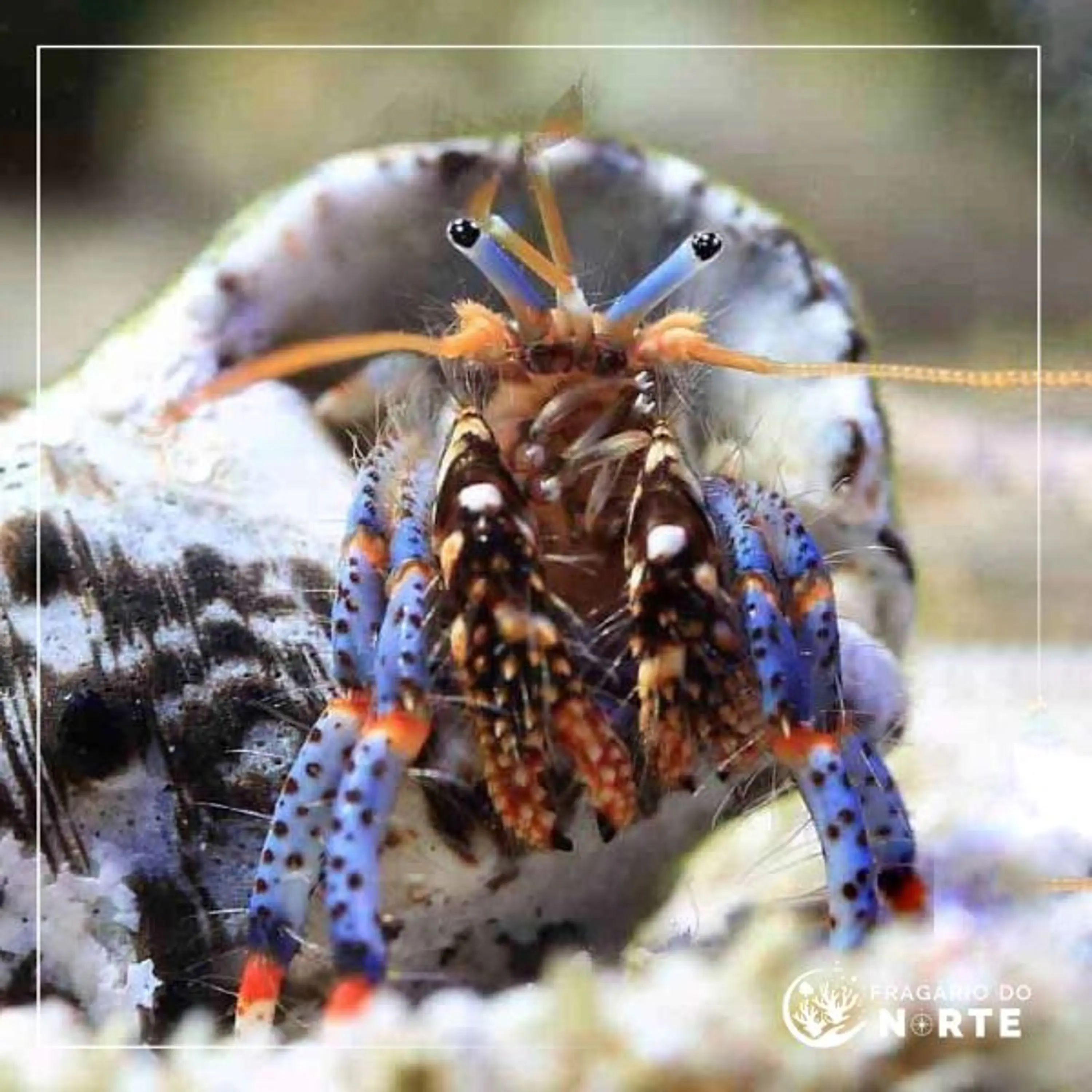 Clibanarius tricolor