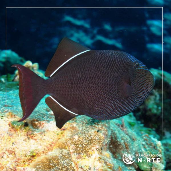 Melichthys indicus