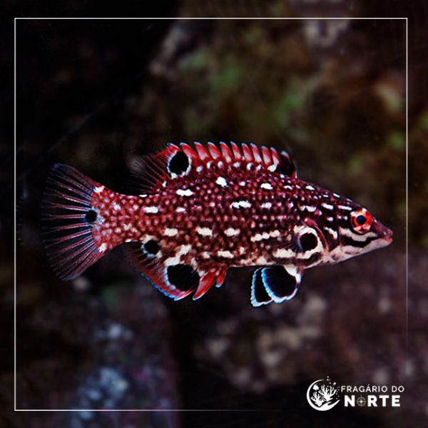 Bodianus diana
