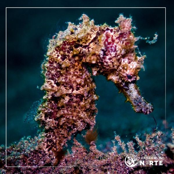 Hippocampus semispinosus