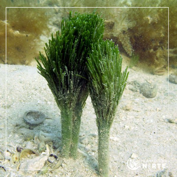 Penicillus capitatus