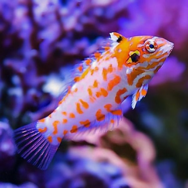 Macropharyngodon choati 1