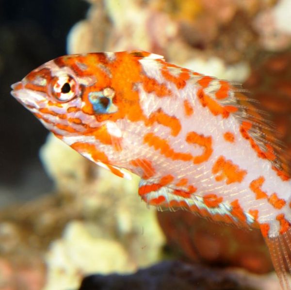 Macropharyngodon choati 2