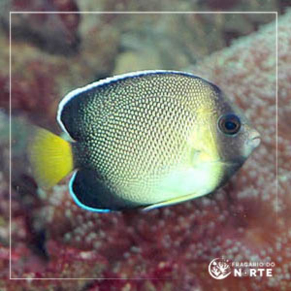 Apolemicthys xanthotis