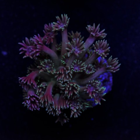 Goniopora Mystical Pink