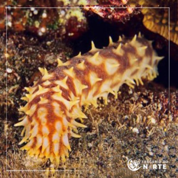 Holothuria hilla