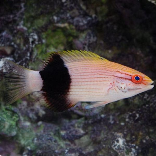 Bodianus bilunulatus