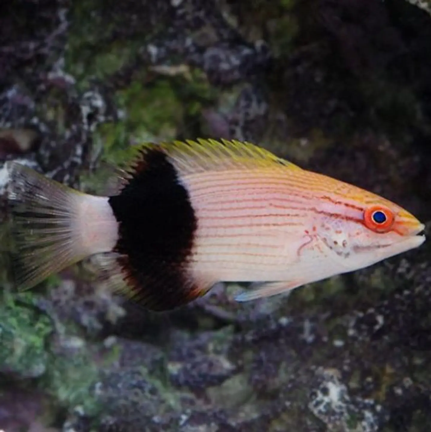 Bodianus bilunulatus 1