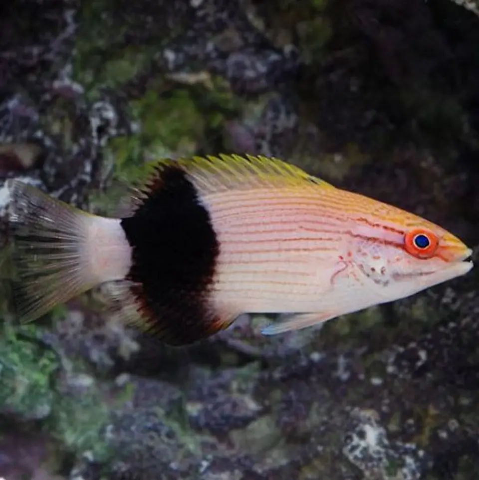 Bodianus bilunulatus 1
