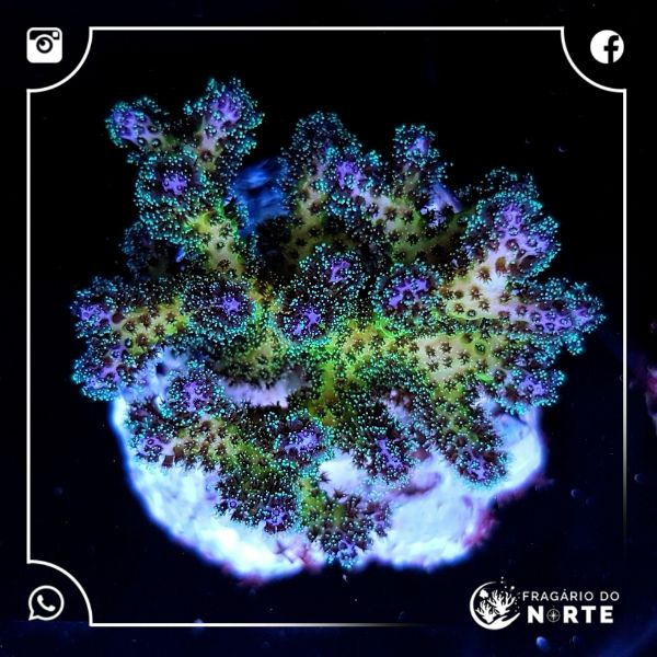 Pocillopora Damicornis