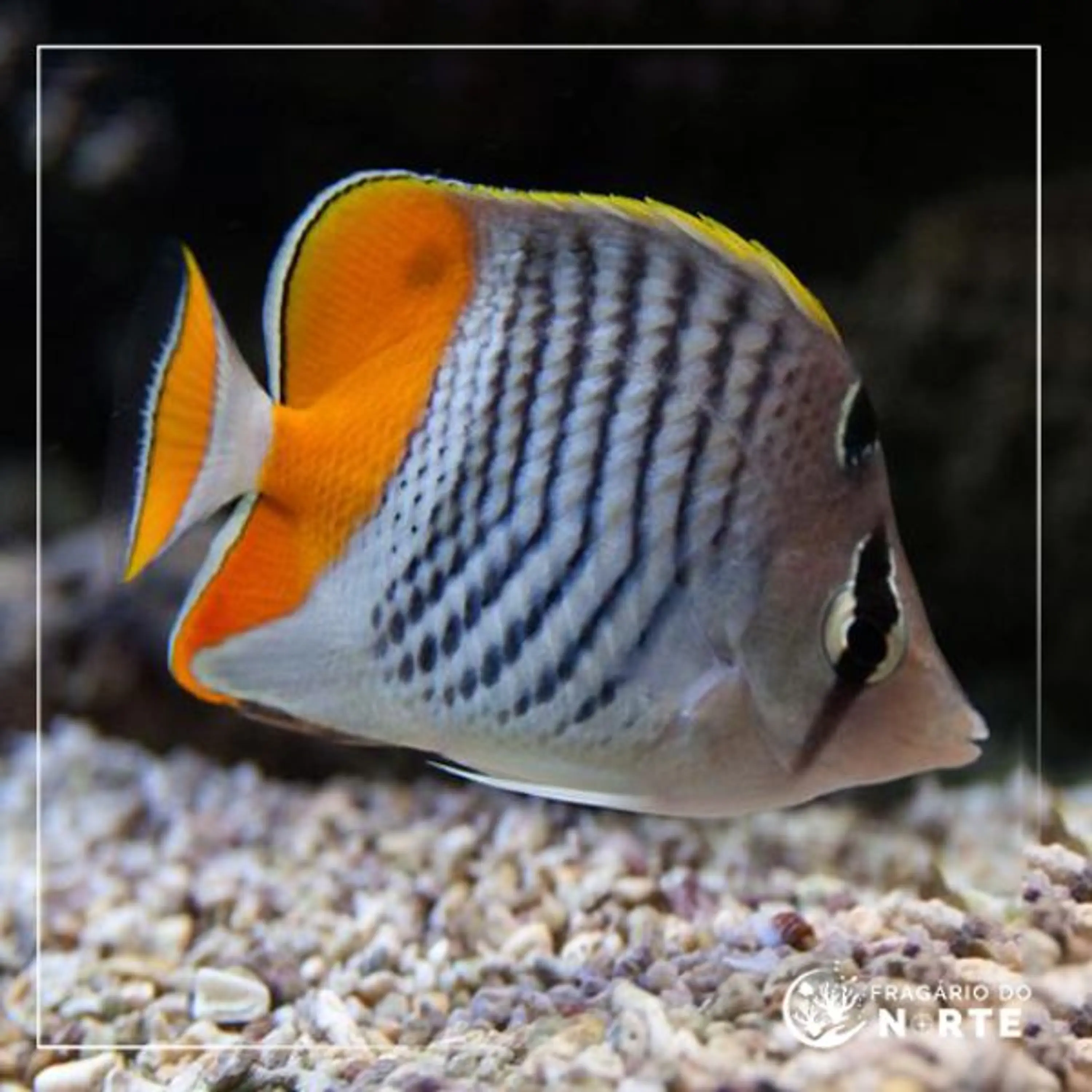 Chaetodon madagascariensis
