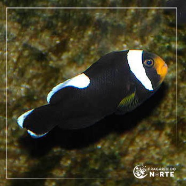 Amphiprion polymnus