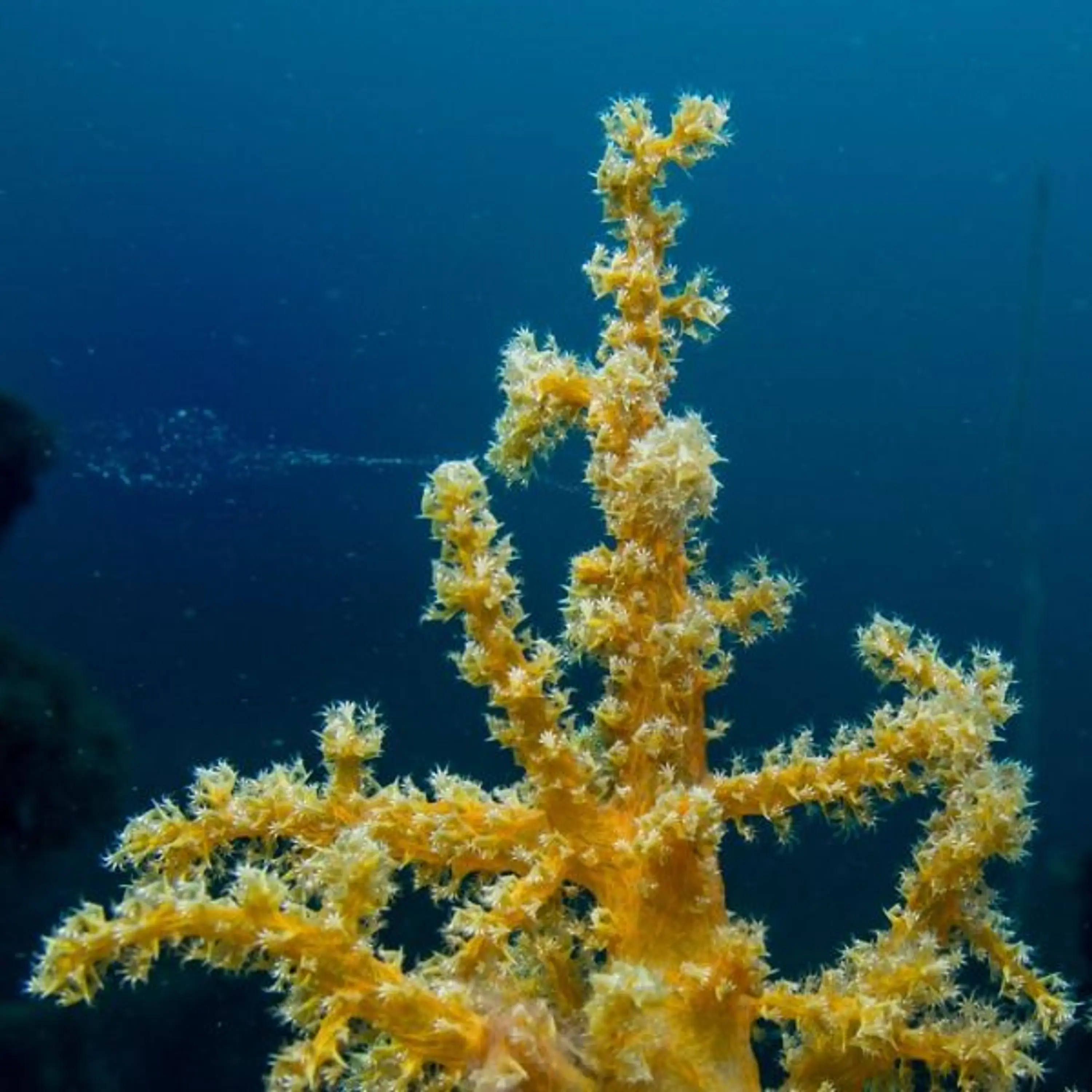 Stereonephthya
