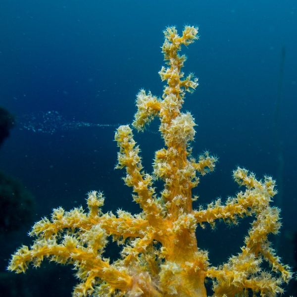 Stereonephthya