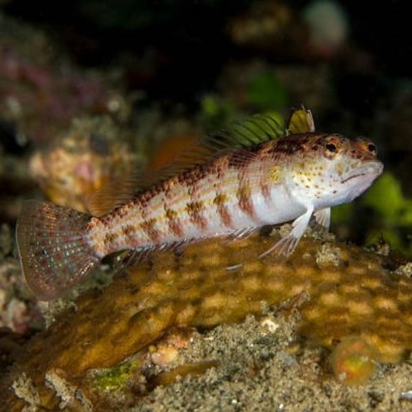 Parapercis spp.