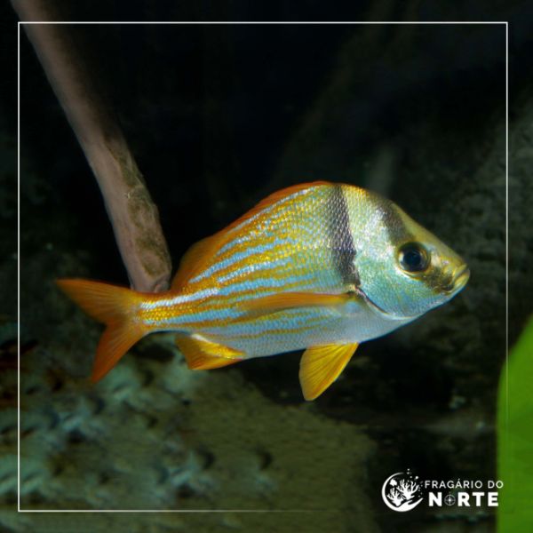 Anisotremus virginicus