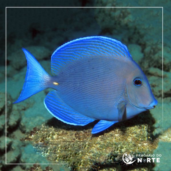 Acanthurus coeruleus